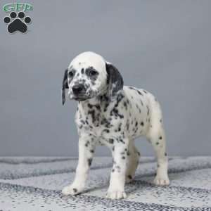 Lori, Dalmatian Puppy